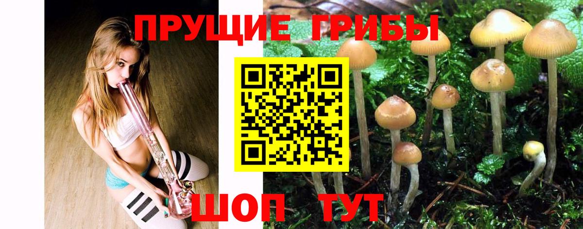 Малоярославец  Псилоцибиновые грибы Cubensis  Вход с VPN 